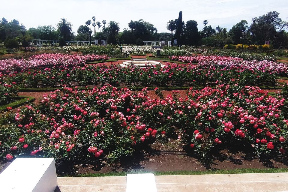 The Palermo Rose Garden in bloom